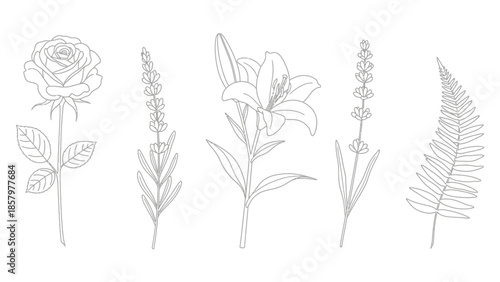Elegant Botanical Line Art Collection - Rose, Lily, Lavender, and Fern Sketches.