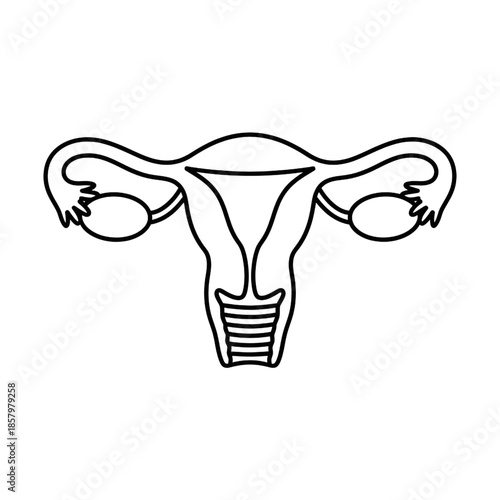female reproductive system with uterus and ovaries line art icon