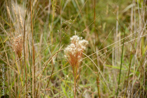 andropogon grassland plant flower