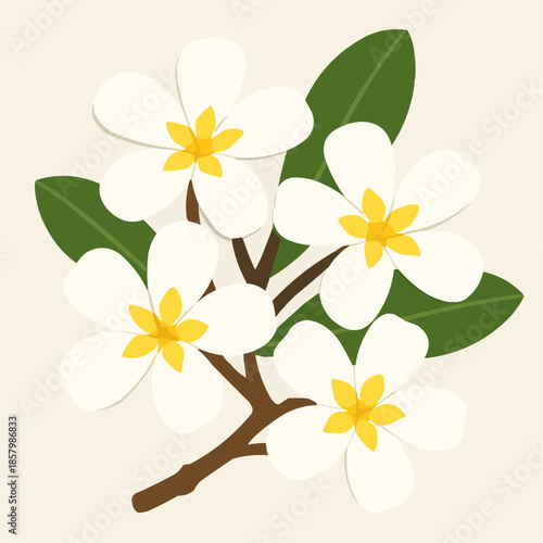 Plumeria Frangipani Flower Flat Vector