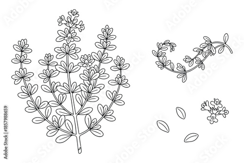 Thyme branch with leaves and flowers outline vector illustration isolated on white.
