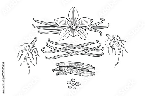 Vanilla beans and flower drawing set in doodle style on transparent background vector