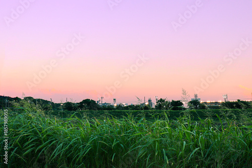 sunset over the field