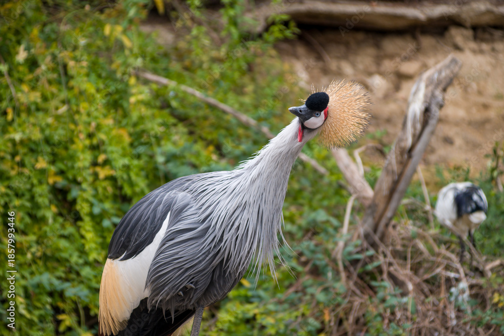 Fototapeta premium Grey Crowned Crane in Natural Habitat