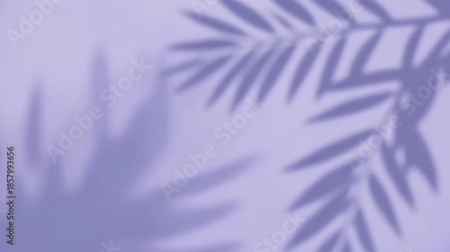 Abstract background with tropical palm leaves shadow on purple wall. 4k Beauty Background Video