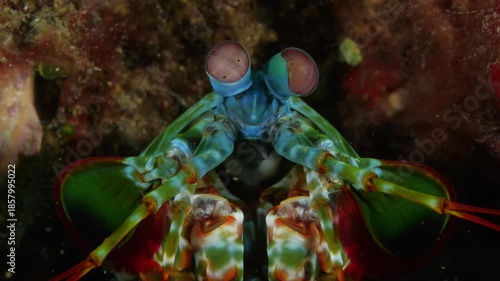 Macro underwater shot of a mantis shrimp watching from its hole. Detailed eye movement highlights one of the ocean’s most fascinating animals. Tulamben, Bali, Indonesia