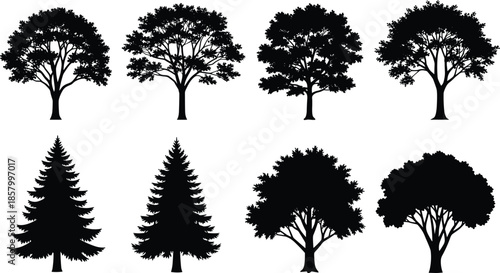 Tree silhouettes collection isolated on white background, deciduous and evergreen forest trees shapes, natural landscape botanical black vector illustration set