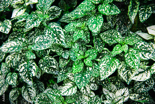 Green leaves with white spots used as a natural background, featuring organic texture, fresh foliage pattern, and a calm nature-inspired design.