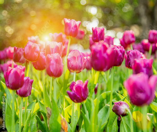 Landscape view of red tulips blooming in a public park, softly highlighted by gentle sunlight, creating a warm and peaceful spring garden atmosphere.
