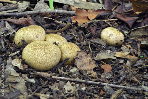 Scleroderma citrinum close up