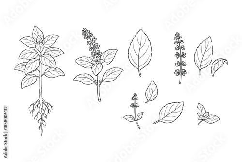Hand drawn sketch of basil plant stem leaf and flower vector illustration line art drawing.