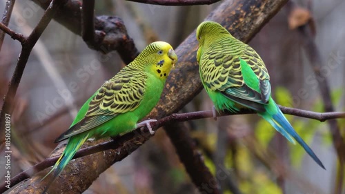 Close up of two green parakeet, budgie birds sitting on a tree branch and interacting with each other on a sunny day