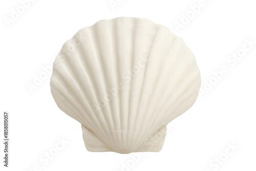 White scallop shell for ocean and marine life concepts