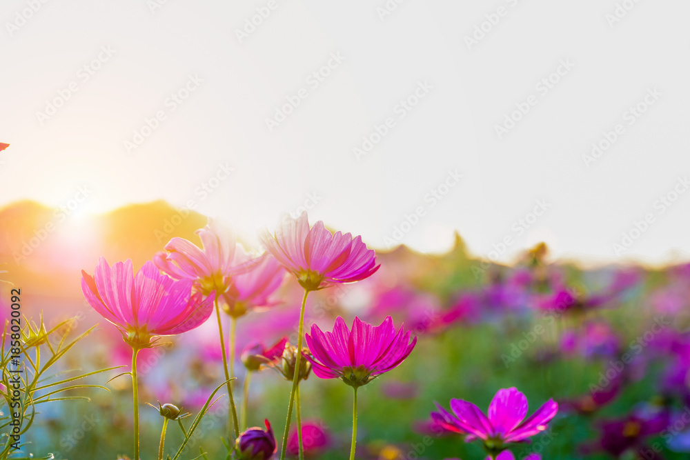 Obraz premium Colorful cosmos flowers blooming in a garden with soft sunlight shining through, creating a gentle, warm and peaceful atmosphere that represents natural . 