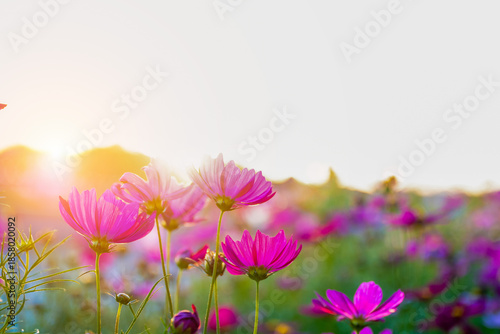 Colorful cosmos flowers blooming in a garden with soft sunlight shining through, creating a gentle, warm and peaceful atmosphere that represents natural .

