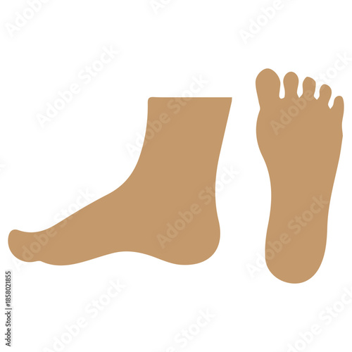 Foot Structure Profile Sole