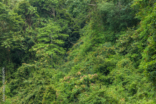 Dense Tropical Rainforest Vegetation Lush Green Jungle Nature Background