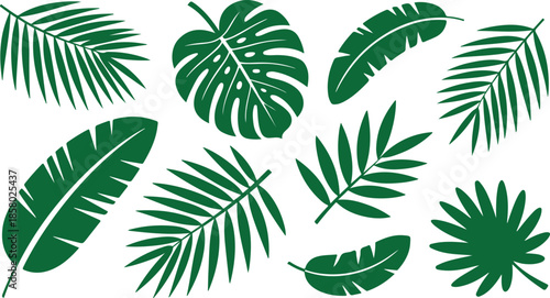 Exotic Collection of Green Tropical Jungle Palm and Monstera Leaves