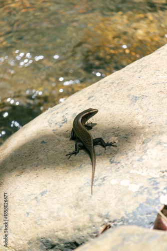 Small Lizard Resting on Sunlit Rock Near Water