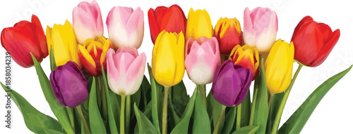 A vibrant bouquet of colorful tulips featuring red, yellow, pink, and purple flowers arranged in a horizontal line against a clean white background.