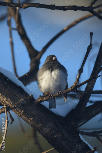 Black-Eyed Junco Perched on Twisted Winter Branches