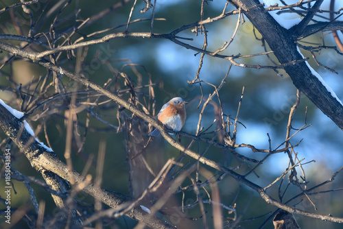 Eastern Bluebird Perched on Snow-Dusted Branches in Winter