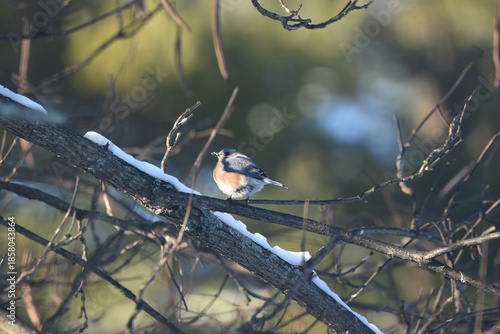 Eastern Bluebird Perched on Snow-Dusted Branches in Winter
