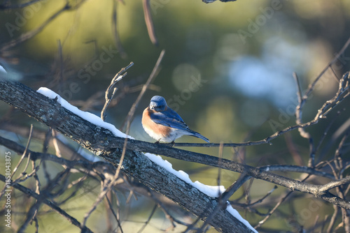 Eastern Bluebird Perched on Snow-Dusted Branches in Winter