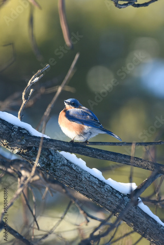 Eastern Bluebird Perched on Snow-Dusted Branches in Winter