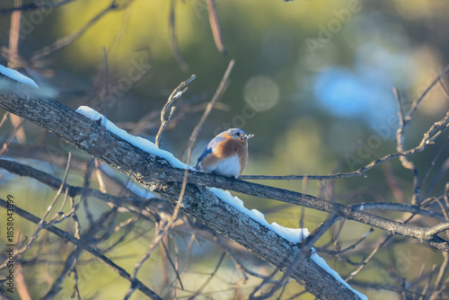 Eastern Bluebird Perched on Snow-Dusted Branches in Winter