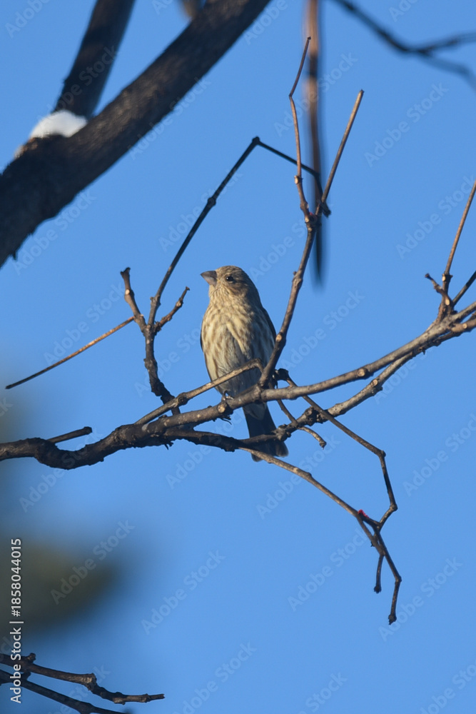 Fototapeta premium Purple Finch Perched on Winter Branches in Natural Habitat