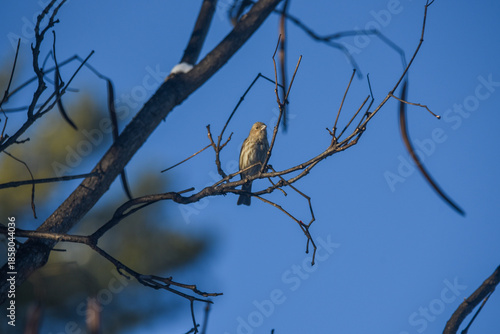 Purple Finch Perched on Winter Branches in Natural Habitat