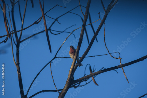 Purple Finch Perched on Winter Branches in Natural Habitat