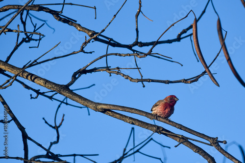 Purple Finch Perched on Winter Branches in Natural Habitat