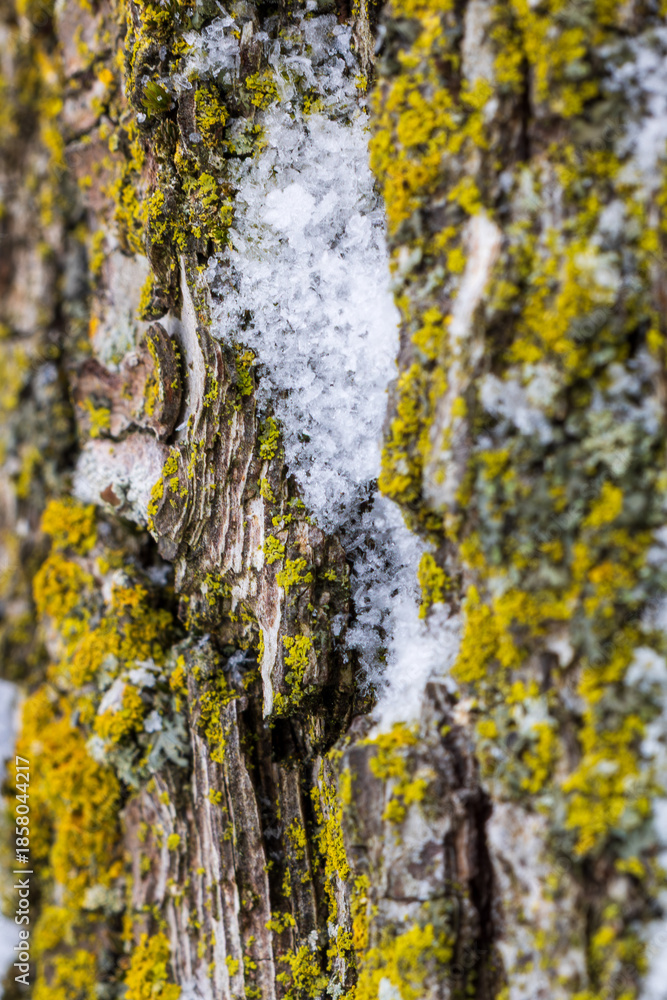 Obraz premium Vertical Tree Bark with Moss and Snow