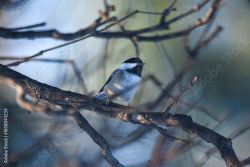 Black-Capped Chickadee Perched on Bare Winter Branches