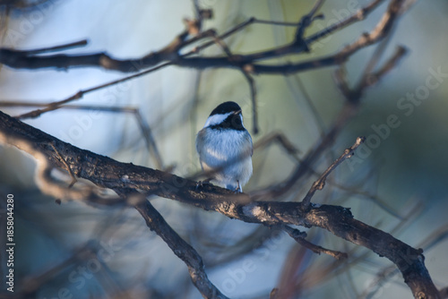 Black-Capped Chickadee Perched on Bare Winter Branches