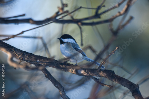 Black-Capped Chickadee Perched on Bare Winter Branches