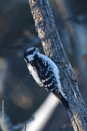 Downy Woodpecker Clinging to a Tree Trunk in Winter Forest