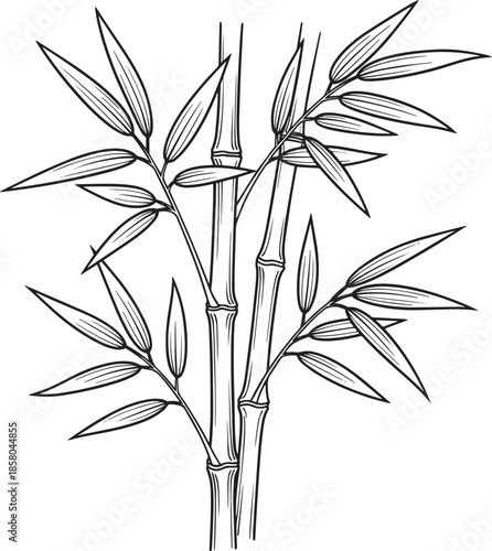 Botanical illustration of a plant stem with leaves and spike