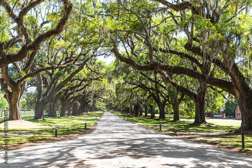 Boone Hall Plantation: Majestic oaks with Spanish moss.