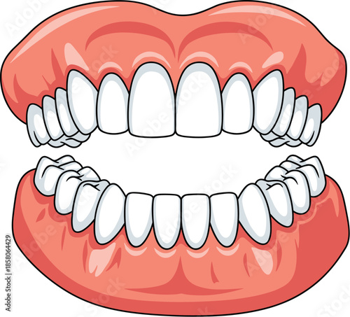 Cartoon Human Teeth Anatomy Illustration Showing Full Upper and Lower Jaws with Healthy Gums, Incisors, Canines, Premolars, Molars