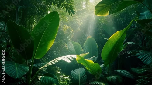 Lush Green Tropical Jungle with Sunlight Rays and Broadleaf Plants