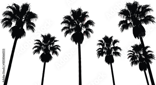 Palm tree silhouette set, tropical coconut trees and Washingtonia palms collection, exotic island flora vector isolated on white background for summer design,