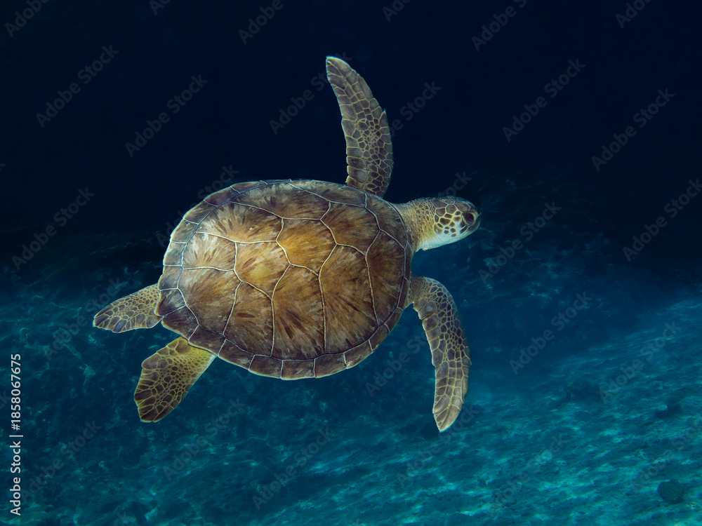 Fototapeta premium Green sea turtle from Cyprus
