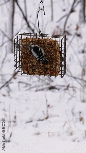 Downy woodpecker (Picoides pubescens) feeding on a seedcake feeder during winter with a snow background.