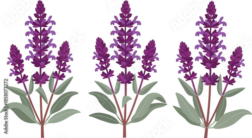 Purple flowering plant illustration