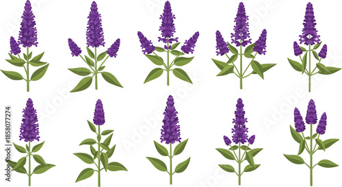 Purple lavender flowers collection