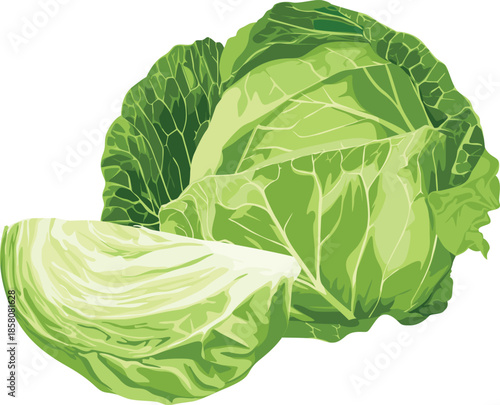 Illustration of a whole green cabbage and a half cut cabbage against a clean white background.