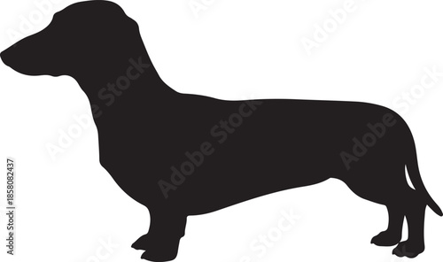 Dachshund Dog Silhouette on White Background